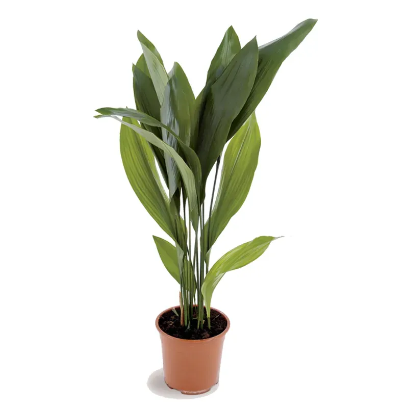 Аспидистра