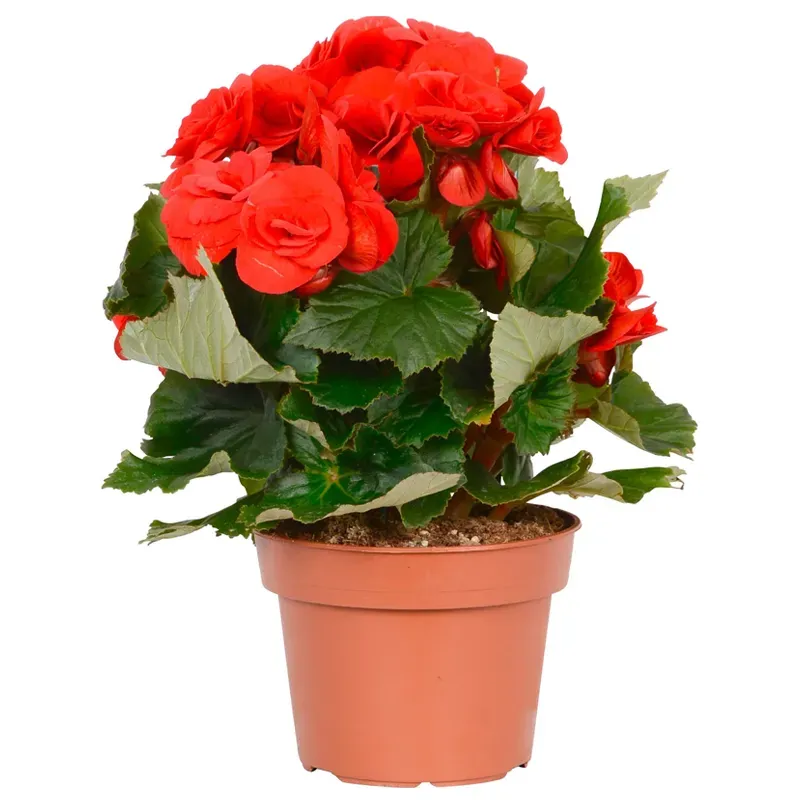 Бегония красная